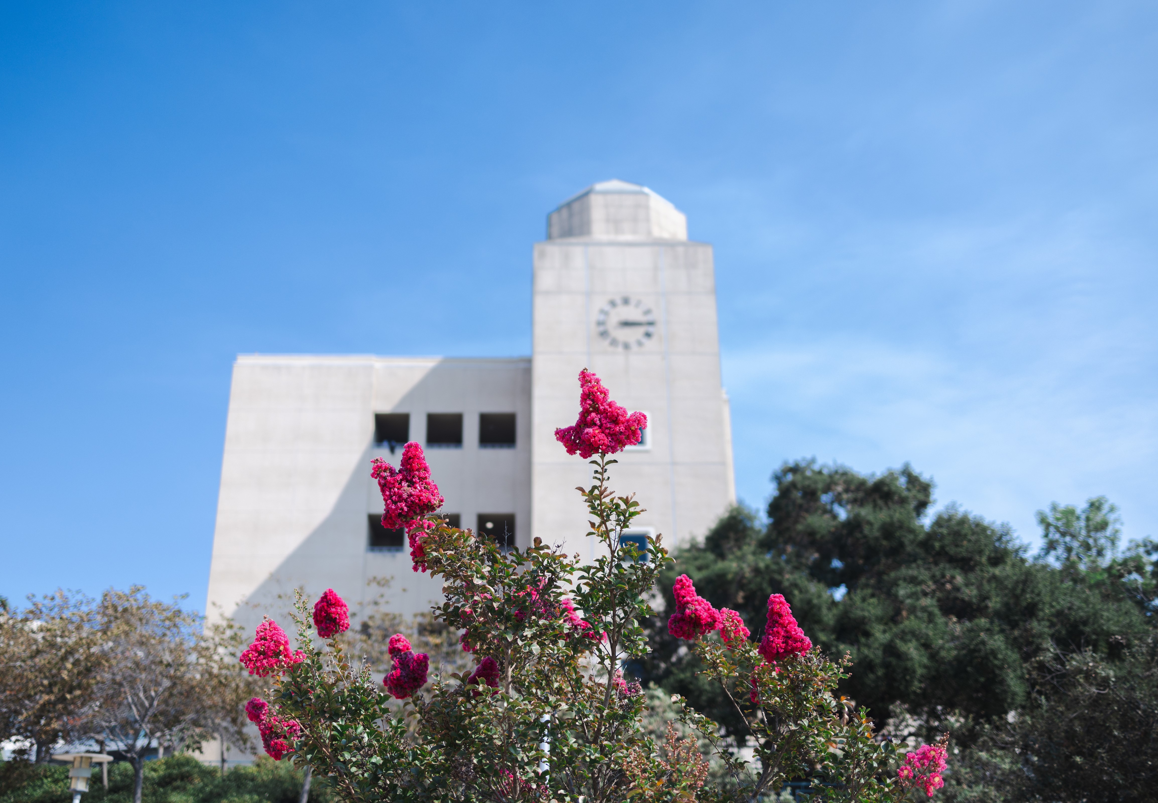 bright pink floral bush in front of csusm clock tower